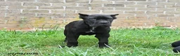 Cane Corso dogs for sale: Diamond - Ad 3