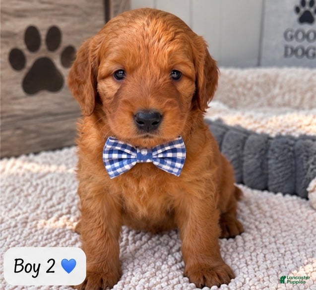 Goldendoodle dogs Cocoa - Ad 11