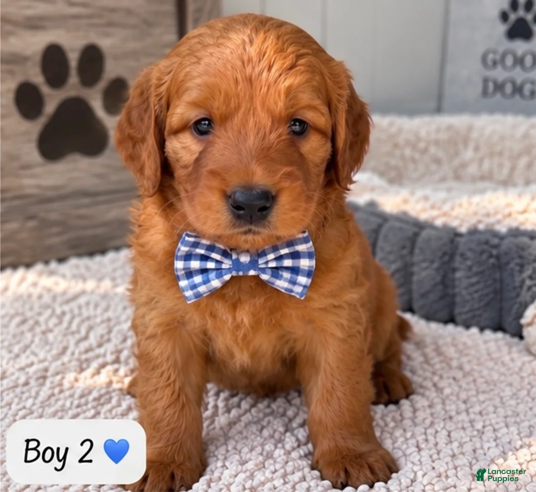 Goldendoodle dogs for sale: Cocoa - Ad 1