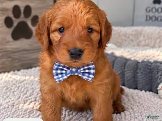 Goldendoodle dogs Cocoa - Ad 11