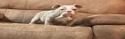 English Bulldog dogs for sale: Petunia - Ad 7
