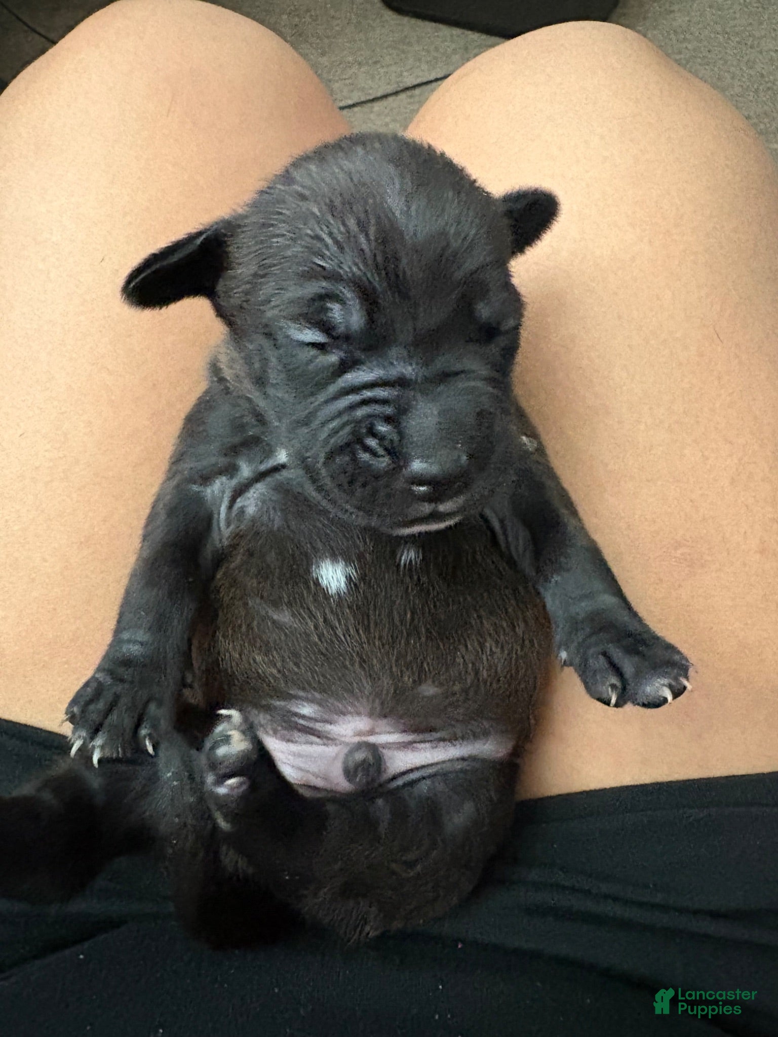 American Pit Bull Terrier dogs American Pit Bull Terrier 4 - Ad 12