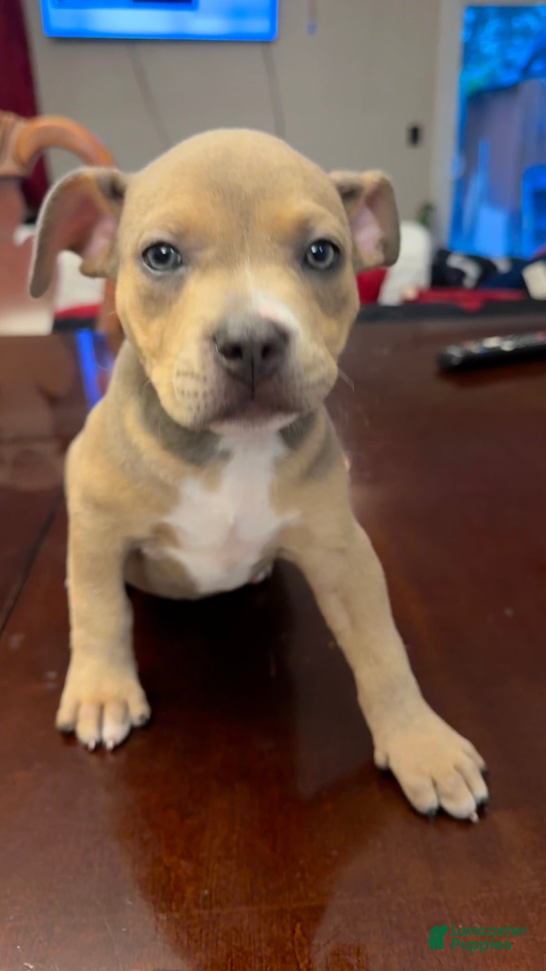 American Bully dogs for sale: American Bully Puppy 4 (Sakari) - Ad 8