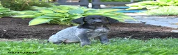German Shorthaired Pointer dogs for sale: Pansy - Ad 3