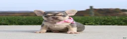 French Bulldog dogs for sale: Pumpkin - Ad 3