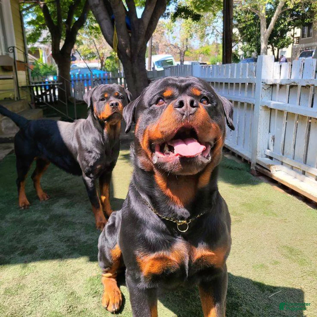 Rottweiler dogs for sale: Sydney - Ad 6