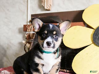 Welsh Corgi Pembroke dogs Dodger - Ad 1