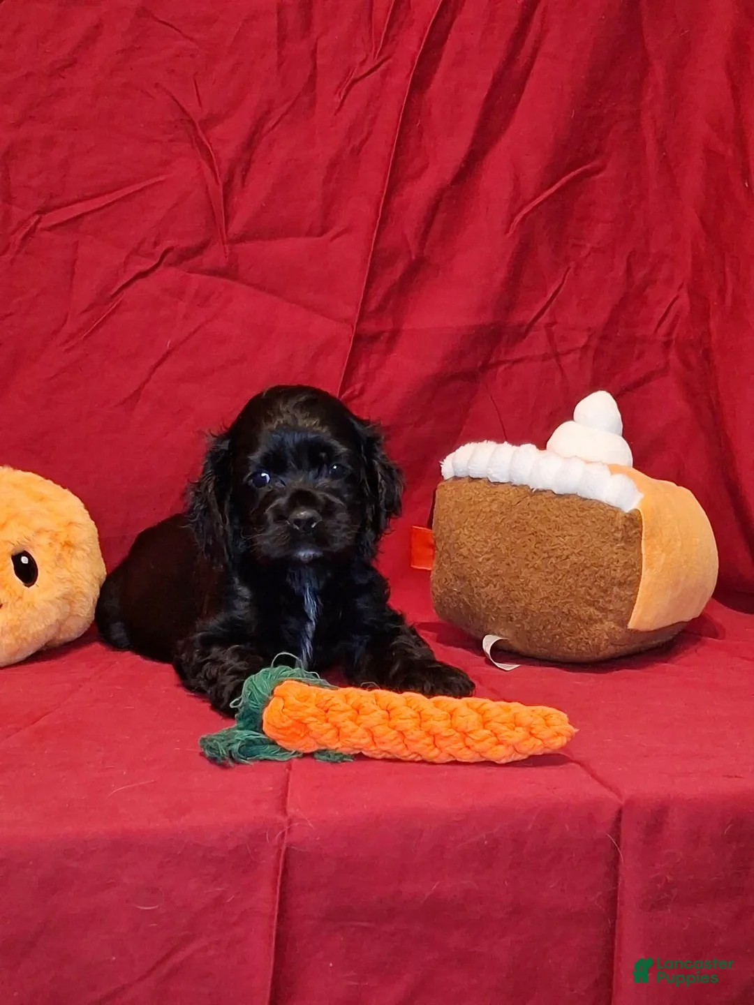 Cocker Spaniel dogs for sale: Theodore - Ad 2