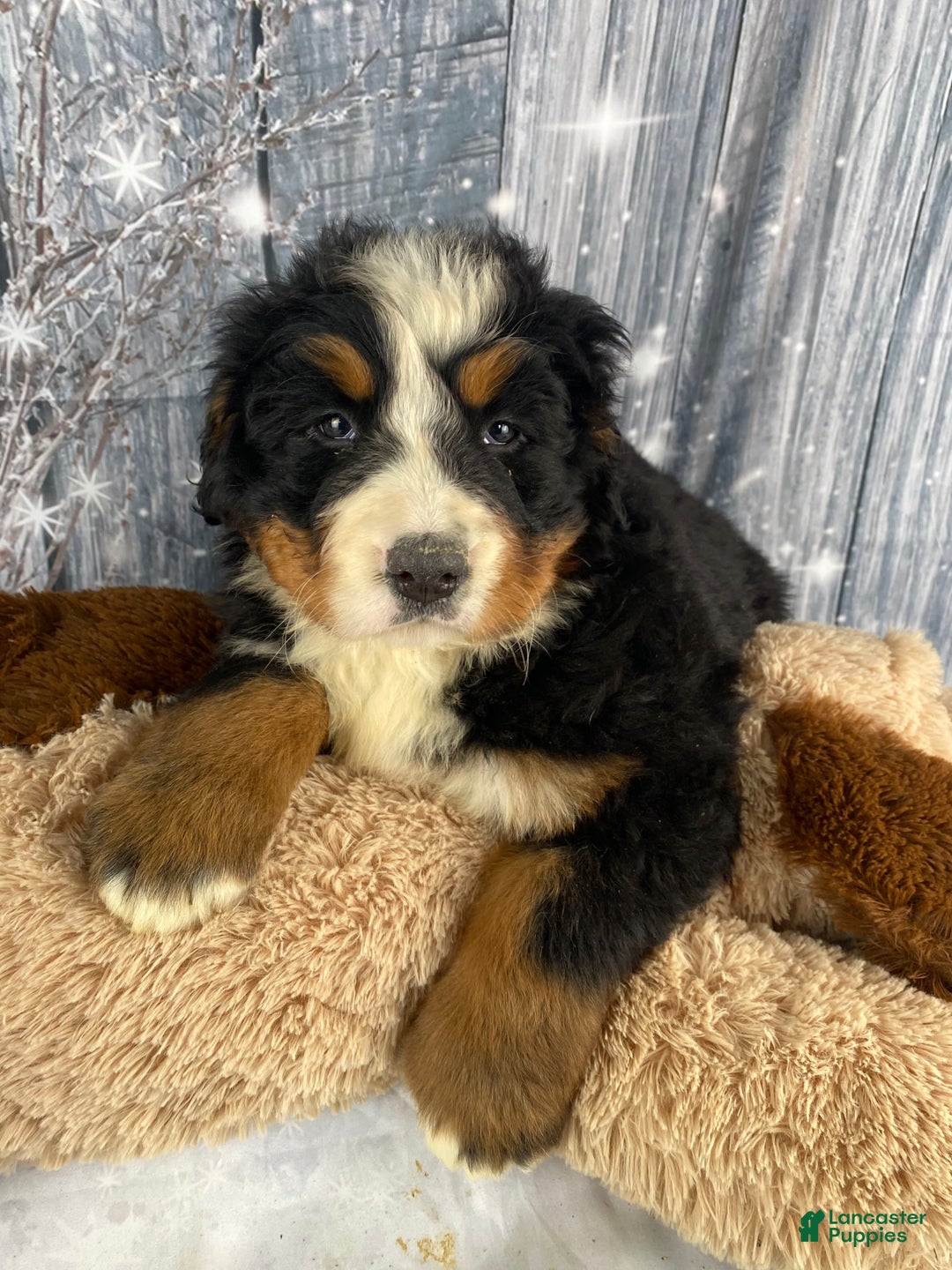 Bernese Mountain Dog dogs for sale: Trixie - Ad 11