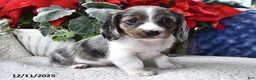 Miniature Dachshund dogs for sale: Silver Star - Ad 1