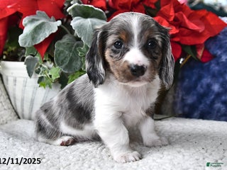 Miniature Dachshund dogs Silver Star - Ad 29