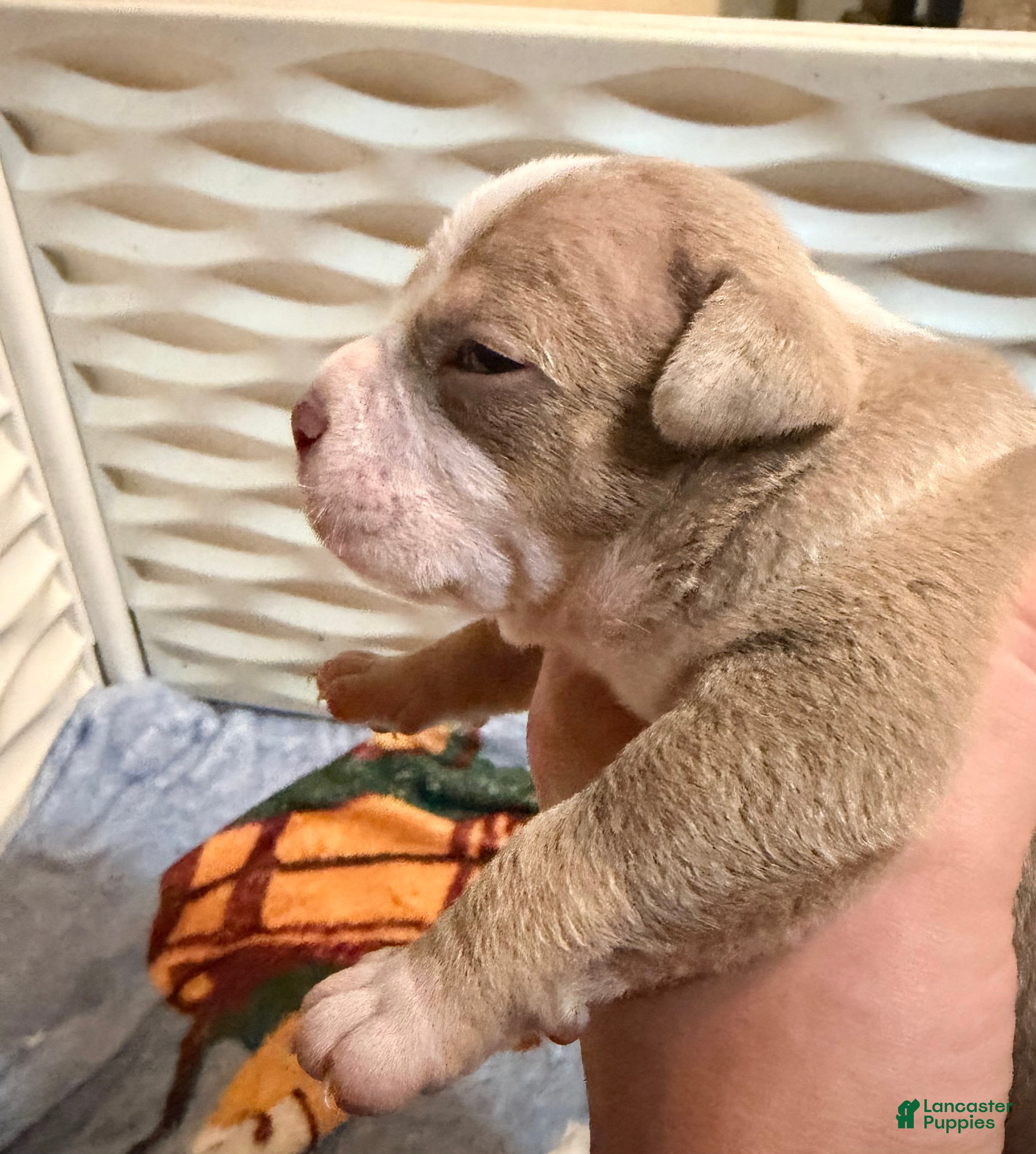 American Bully dogs for sale: Lilac Tri male  - Ad 4