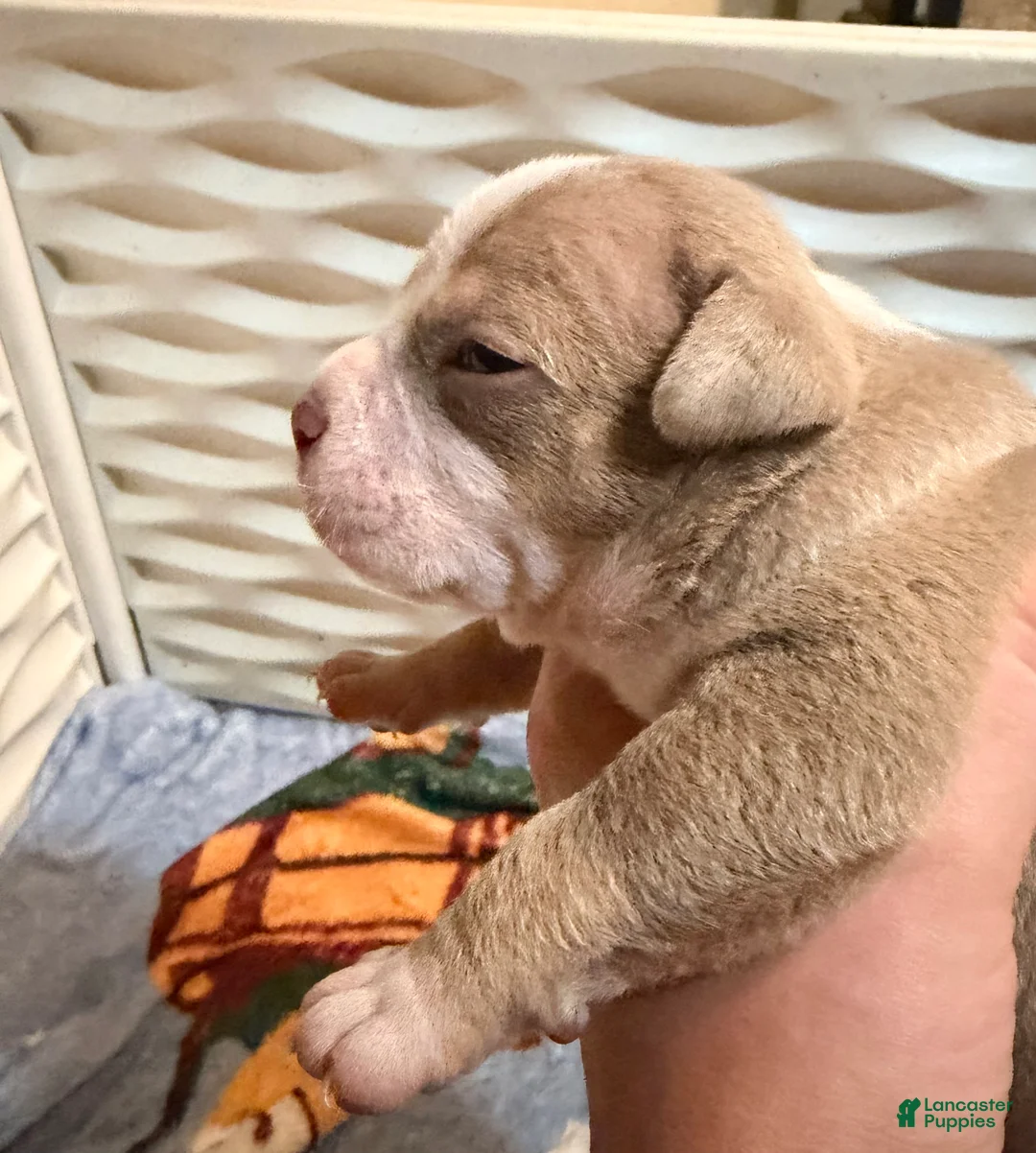 American Bully dogs for sale: Lilac Tri male  - Ad 1