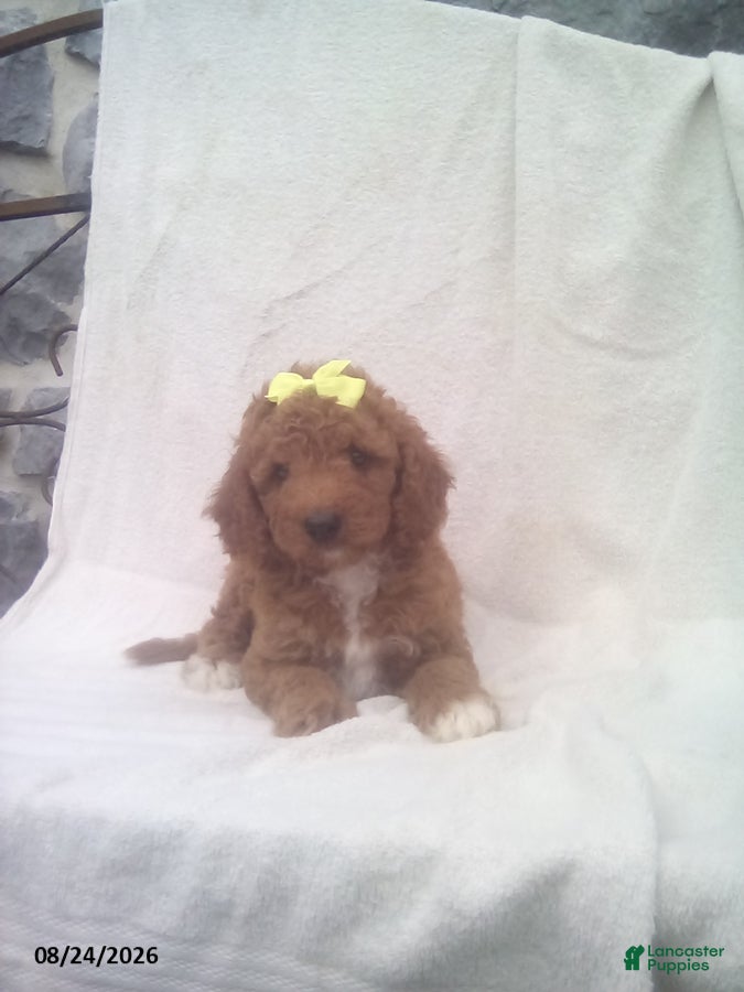 Mini Goldendoodle dogs Rocky - Ad 1