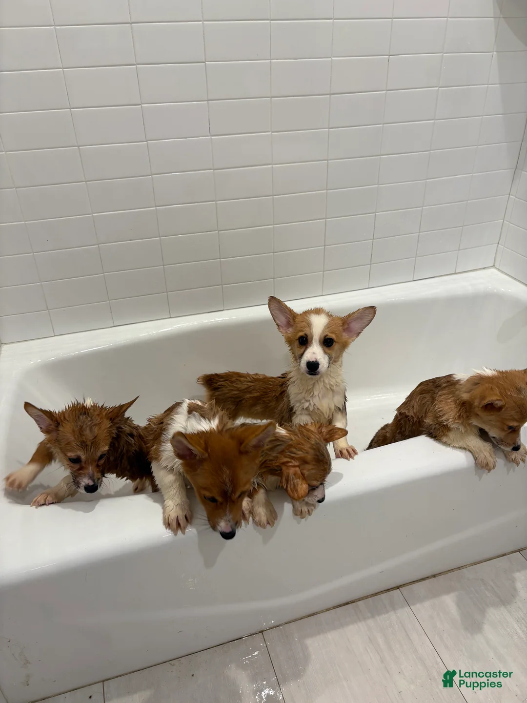 Welsh Corgi Pembroke dogs for sale: WINTER - Ad 2