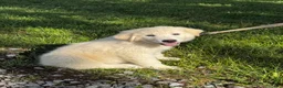 Great Pyrenees dogs for sale: Gina - Ad 3
