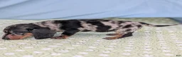 Miniature Dachshund dogs for sale: Mosaic - Ad 9