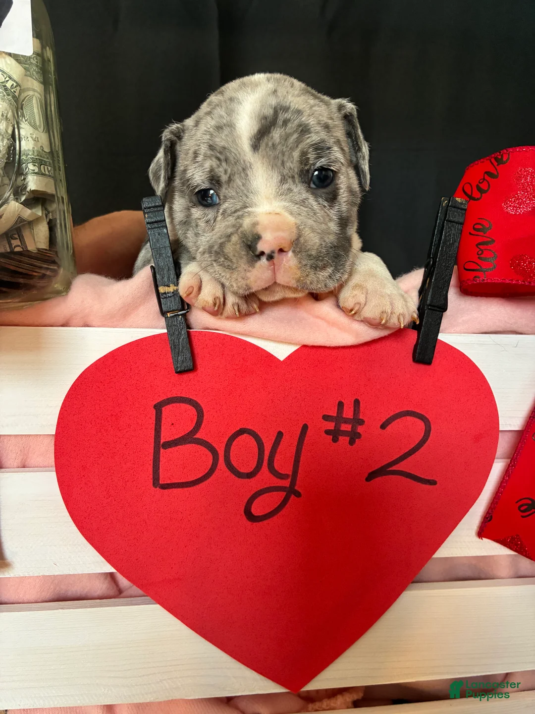 Olde English Bulldogge dogs for sale: Olde English Bulldogge Puppy 2 - Ad 5
