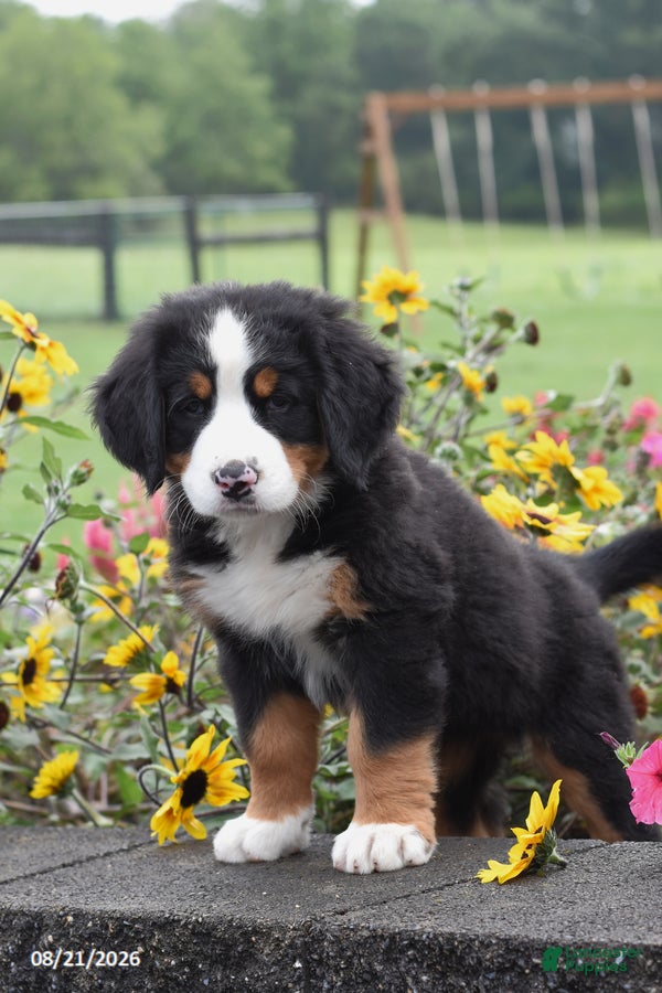 Bernese Mountain Dog dogs Missy - Ad 2