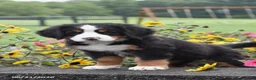 Bernese Mountain Dog dogs for sale: Missy - Ad 2