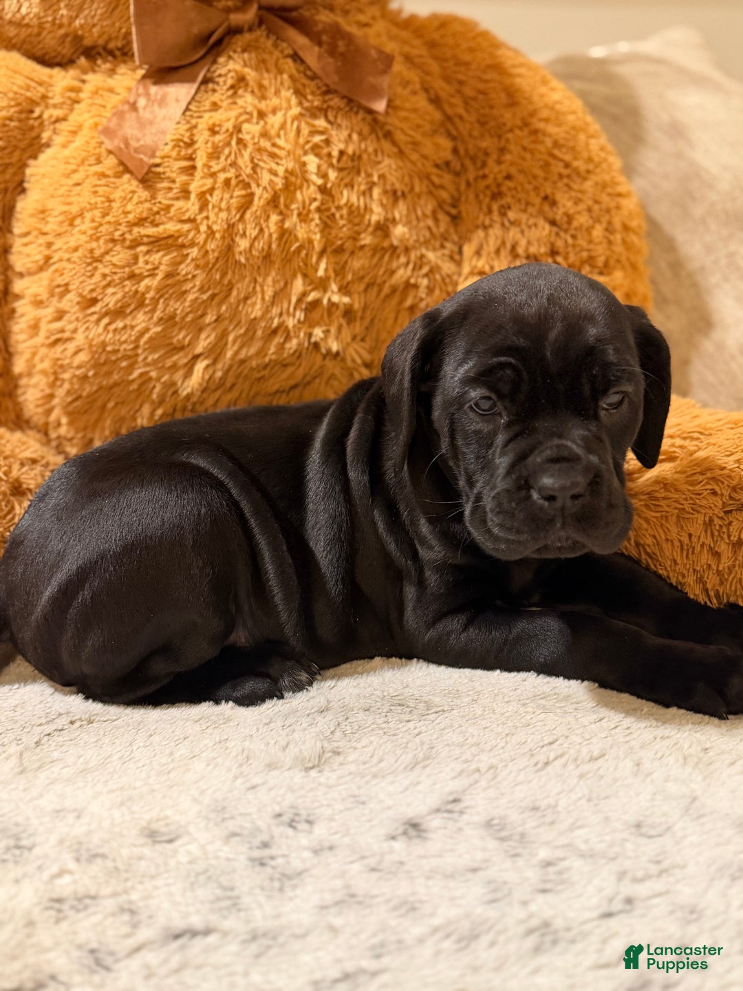 Cane Corso dogs for sale: Sweet Pea - Ad 13