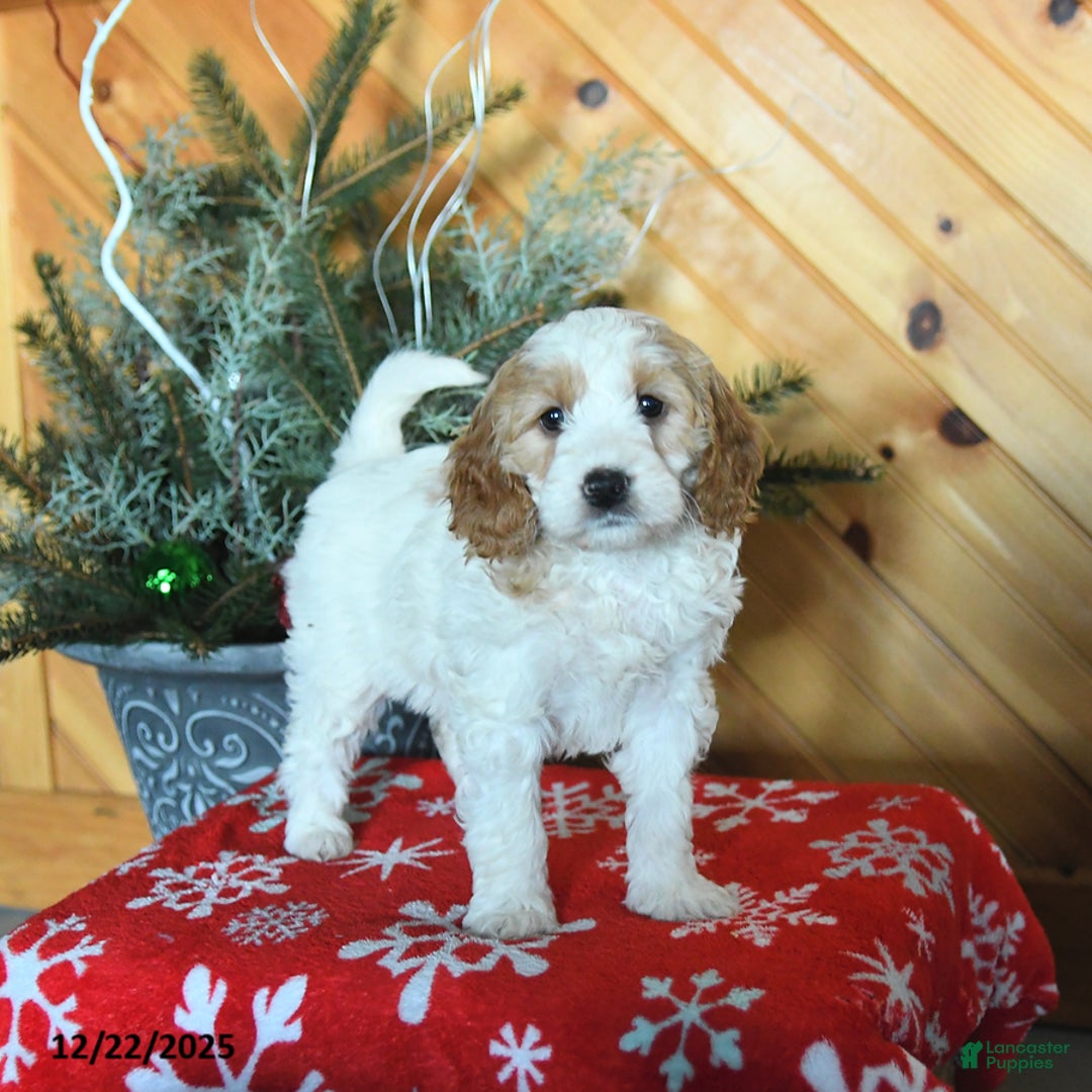 Mini Goldendoodle dogs for sale: Sierra - Ad 5