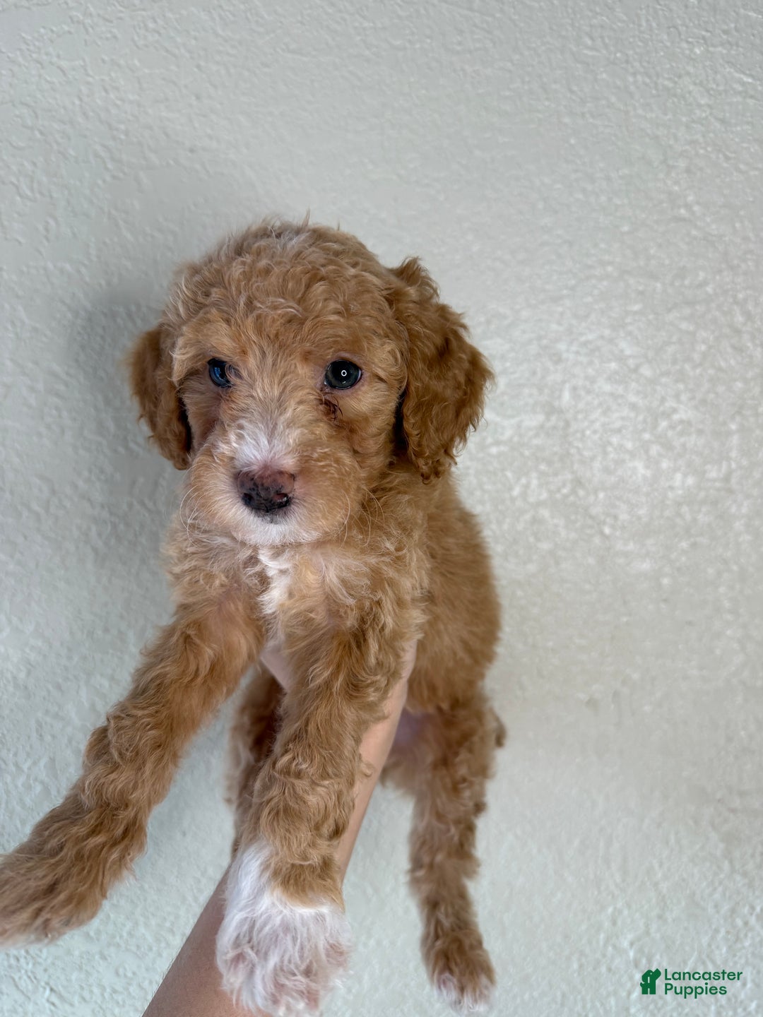 Miniature Poodle dogs for sale: Dior  - Ad 1