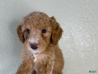 Miniature Poodle dogs Dior - Ad 42