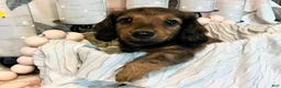 Miniature Dachshund dogs for sale: Lexi - Ad 6
