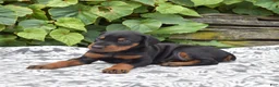 Doberman Pinscher dogs for sale: Skye - Ad 6