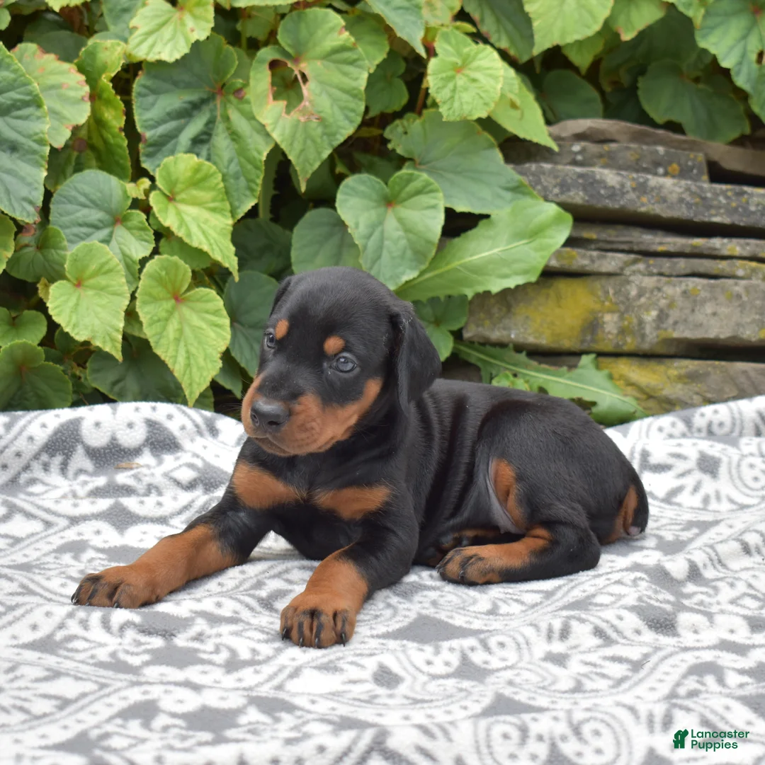 Doberman Pinscher dogs for sale: Skye - Ad 6