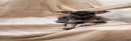 Miniature Schnauzer dogs for sale: Amélie - Ad 6
