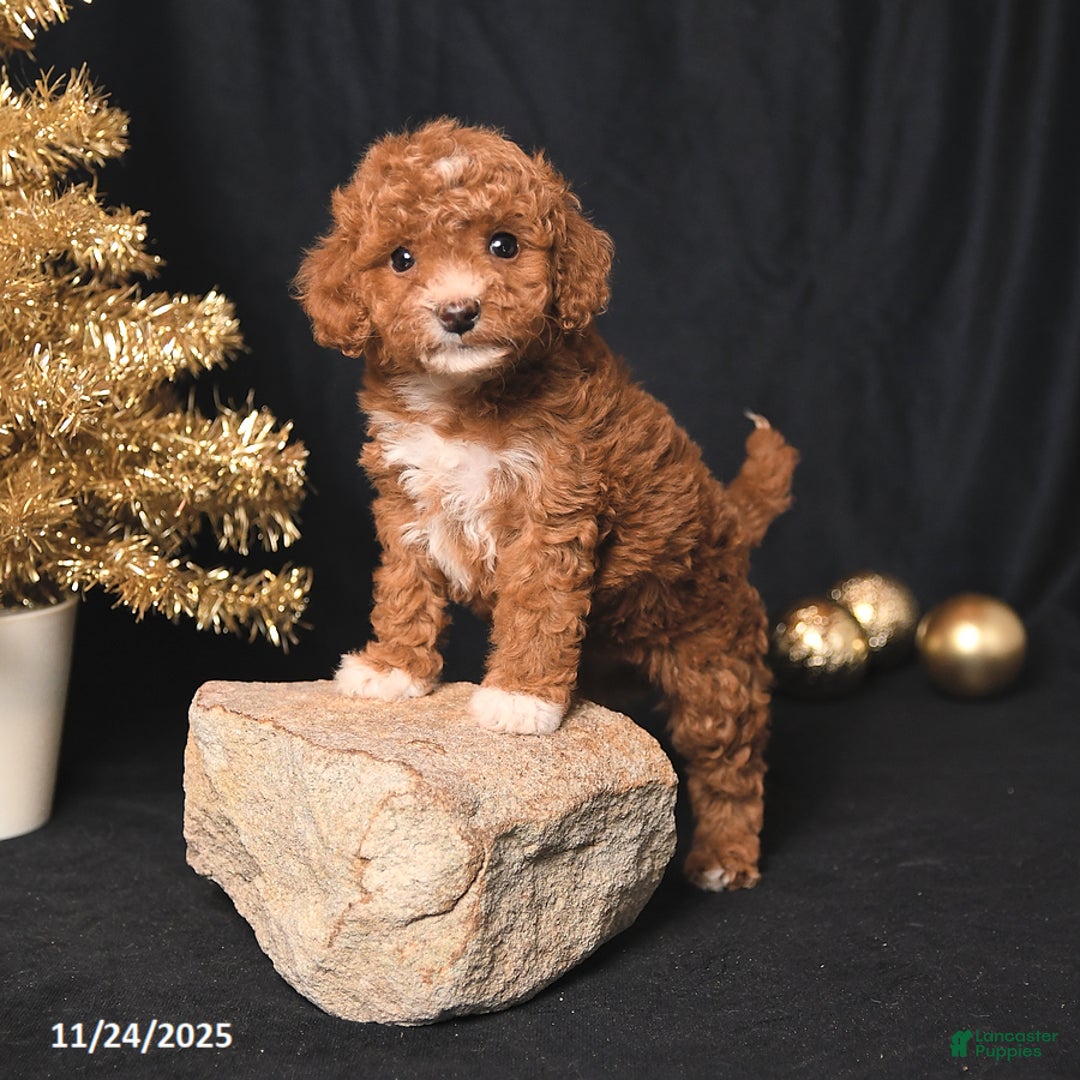 Toy Poodle dogs for sale: Candy - Ad 3
