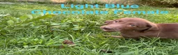 Labrador Retriever dogs for sale: Light Blue  - Ad 3