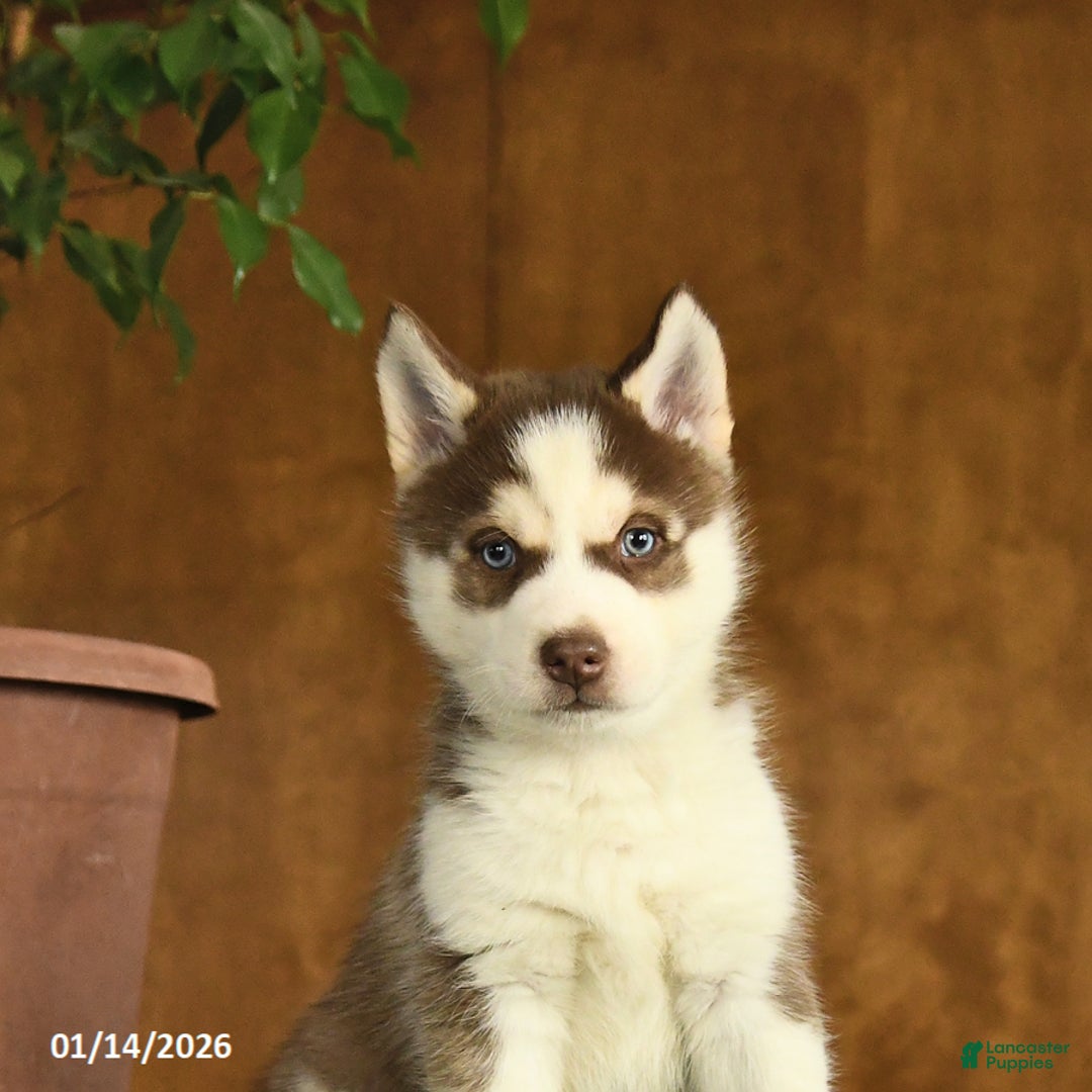 Siberian Husky dogs for sale: Baxter - Ad 4