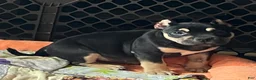 American Bully dogs for sale: MISS LIL SASSY - Ad 1