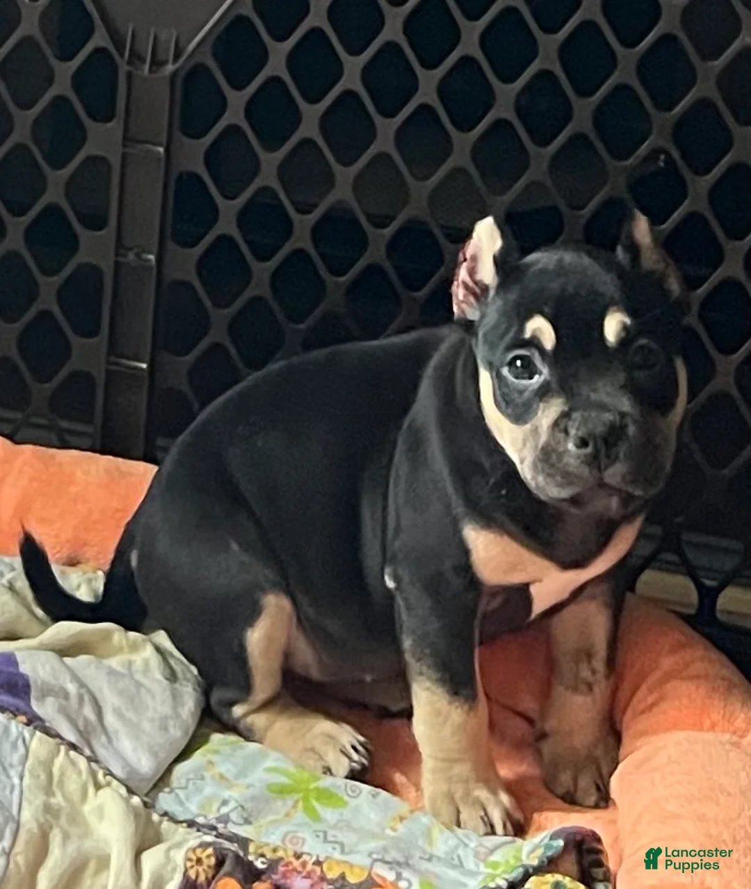 American Bully dogs for sale: MISS LIL SASSY - Ad 1