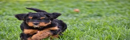 Mixed Breed dogs for sale: Samson - Mini Bernedoodle - Ad 9