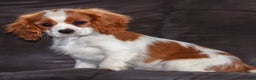Cavalier King Charles Spaniel dogs for sale: Cash - Ad 1