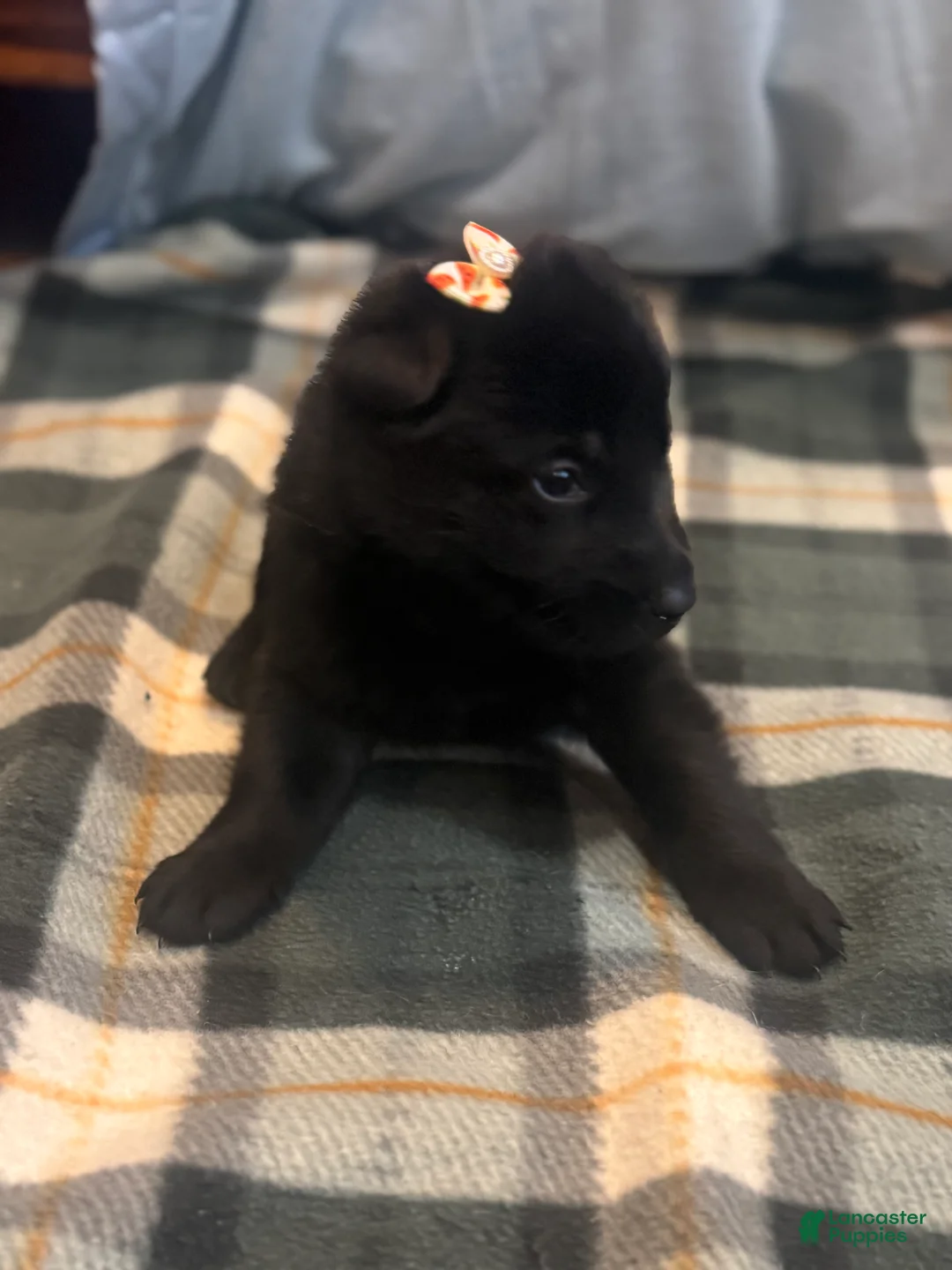 German Shepherd dogs for sale: Porsche - Ad 2