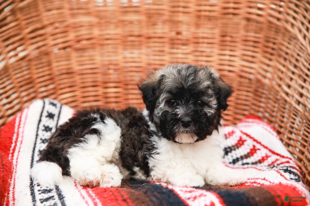 Havanese dogs for sale: Maggie AKC - Ad 7