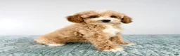 Cavapoo dogs for sale: Coconut - Ad 4
