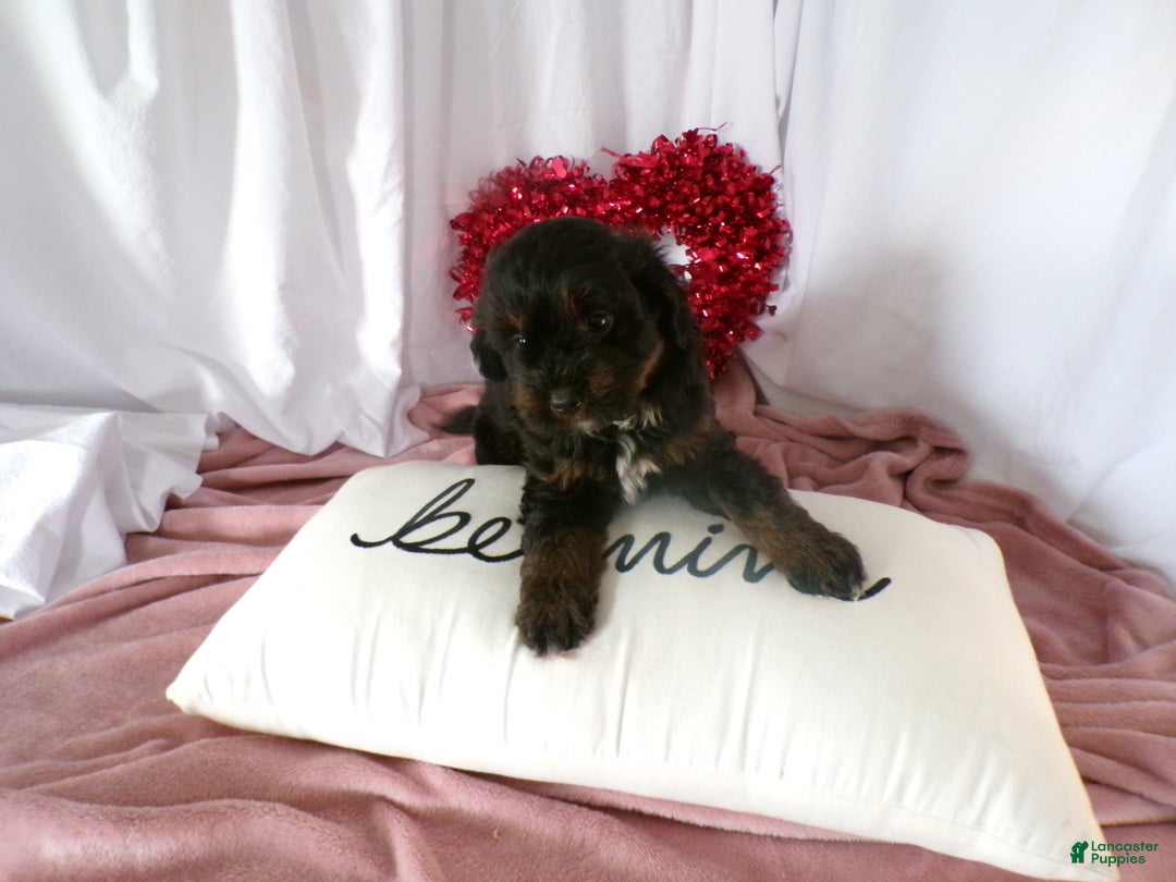 Bernedoodle dogs for sale: Arthur - Ad 3