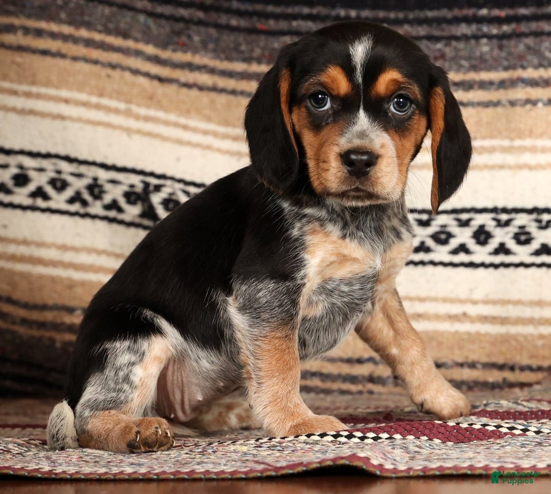 Beagle dogs for sale: Missy - Ad 1