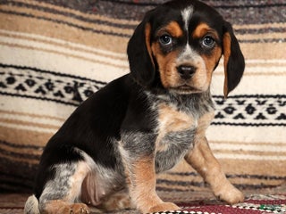 Beagle dogs Missy - Ad 7