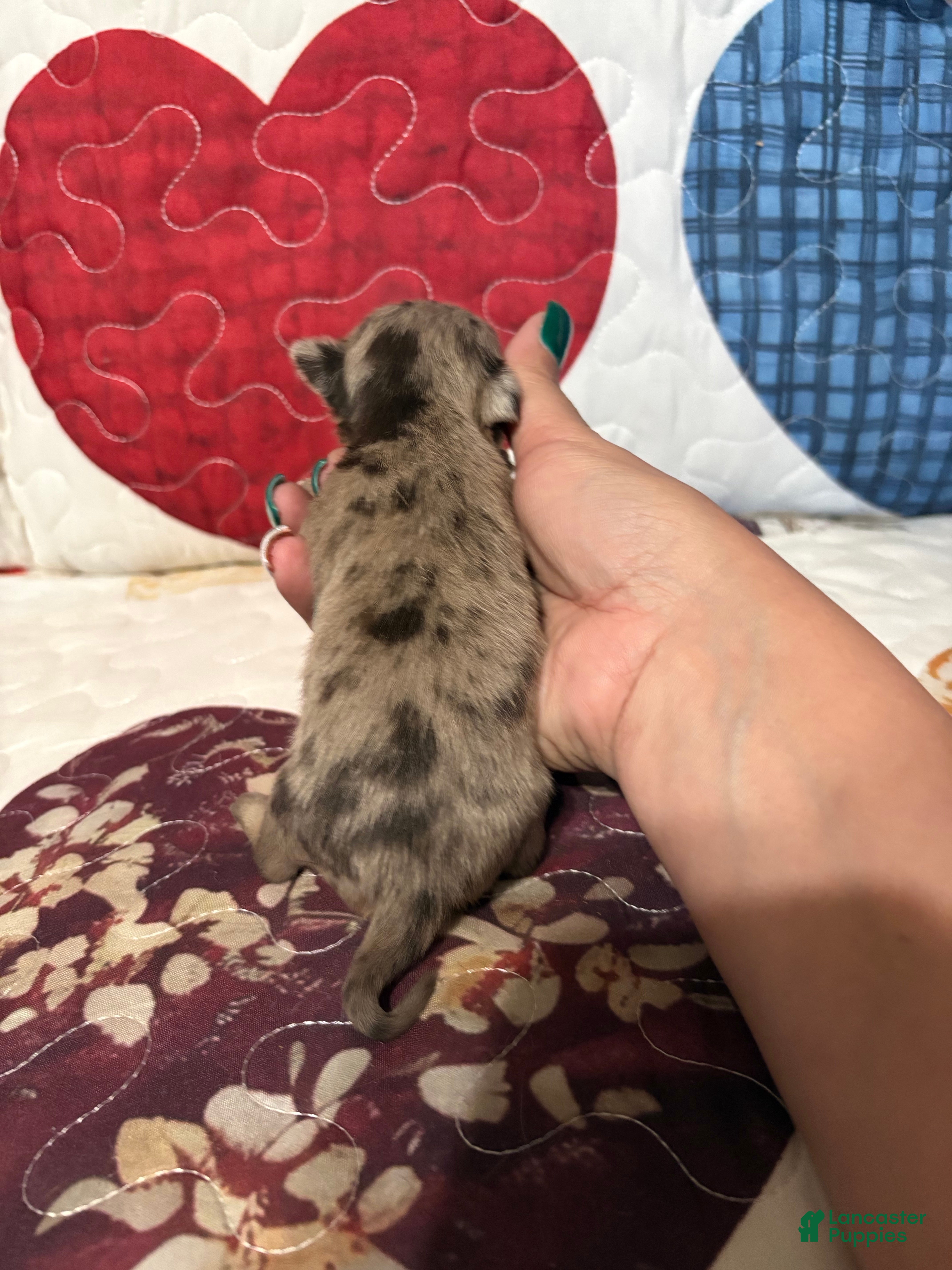 Chihuahua dogs Blue Rose  - Ad 2