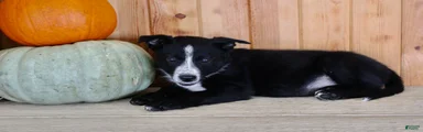 Bruno