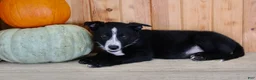 Mixed Breed dogs for sale: Bruno - Ad 4
