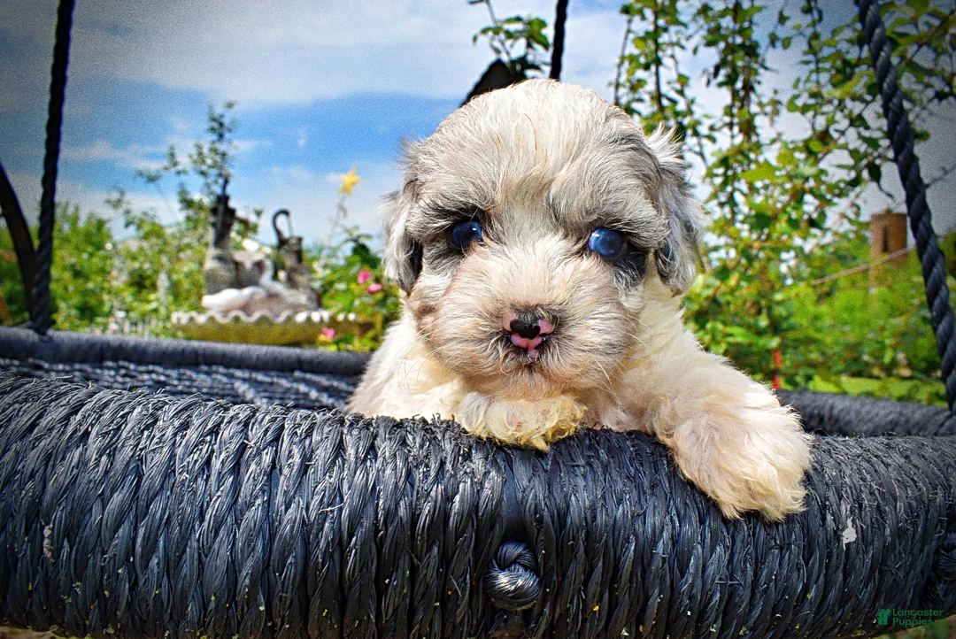 Havapoo dogs for sale: Sugar - Ad 2