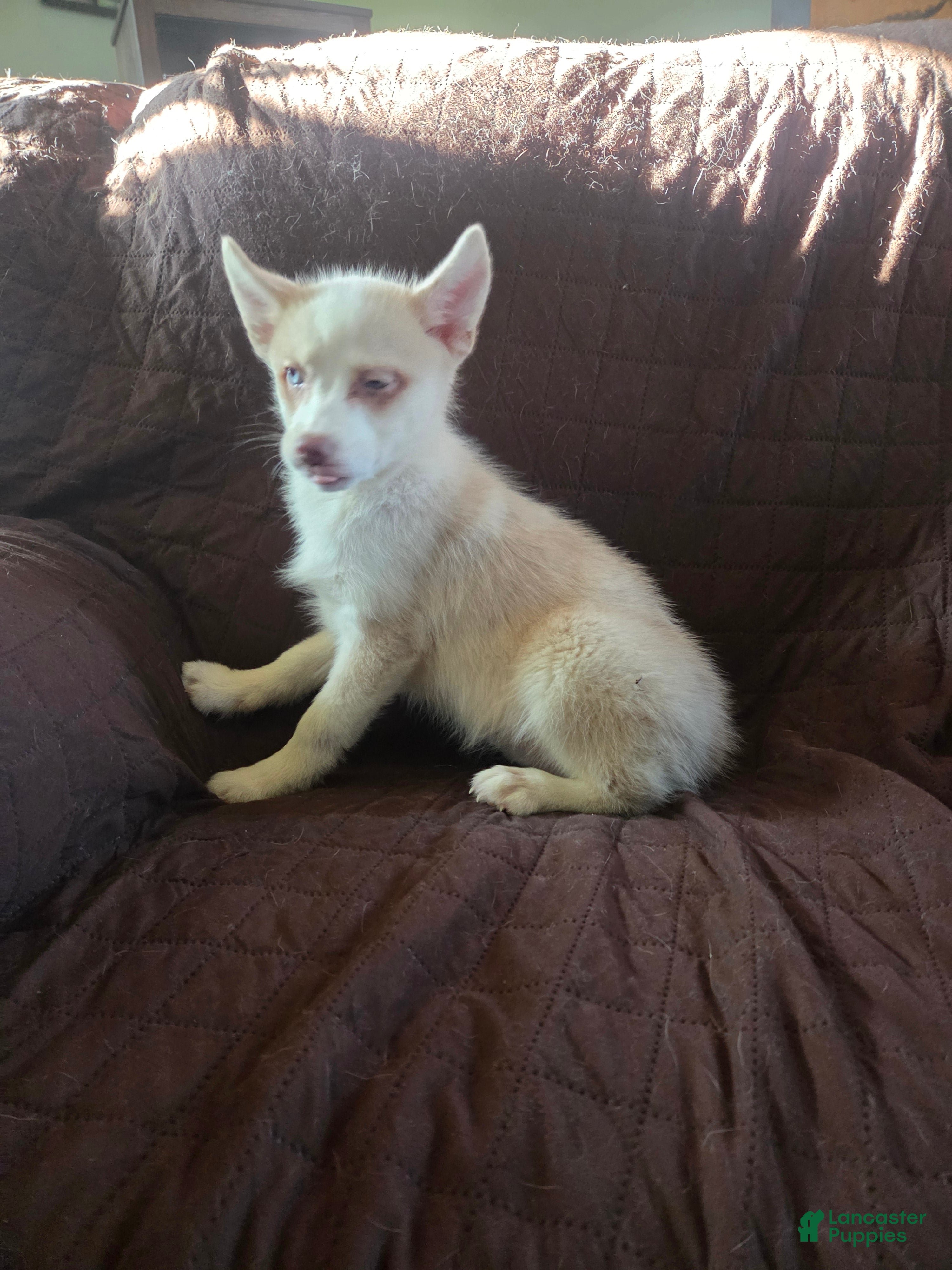 Pomsky dogs Justin - Ad 1